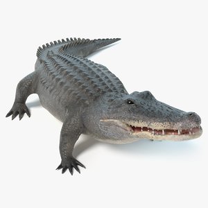 3D alligator animations