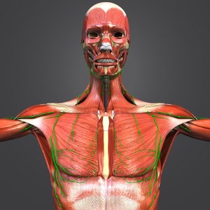 muscles lymph nodes skeleton 3D model