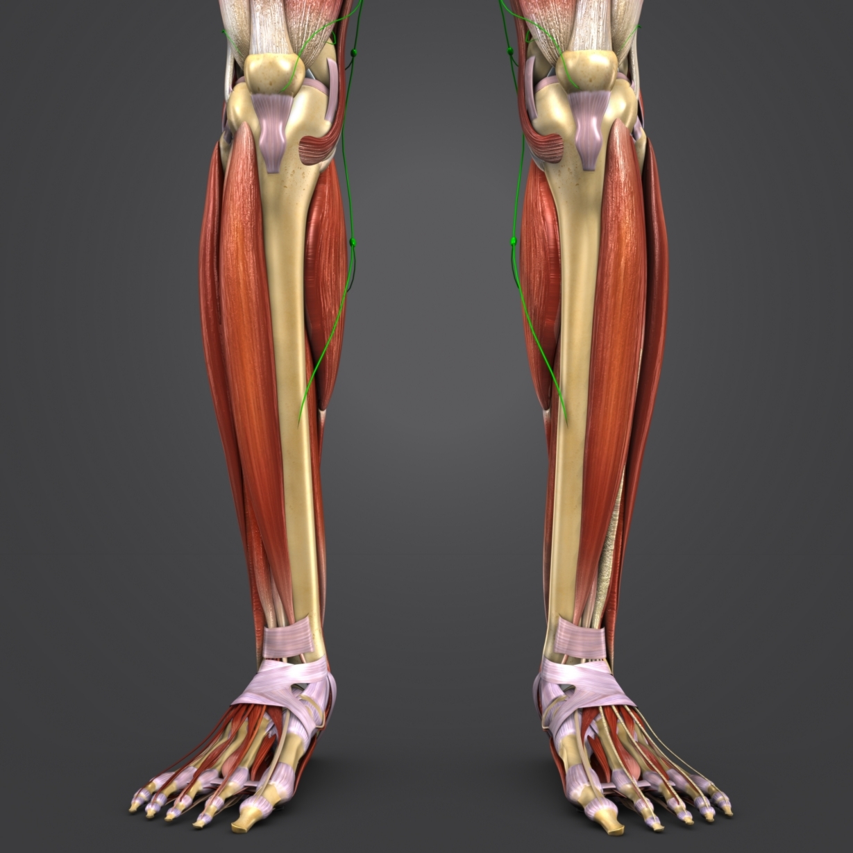 Muscles lymph nodes skeleton 3D model - TurboSquid 1273809