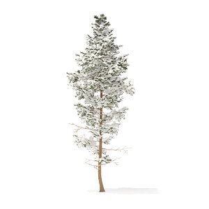 pine tree snow 14m 3D model