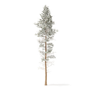 pine tree snow 25m 3D model