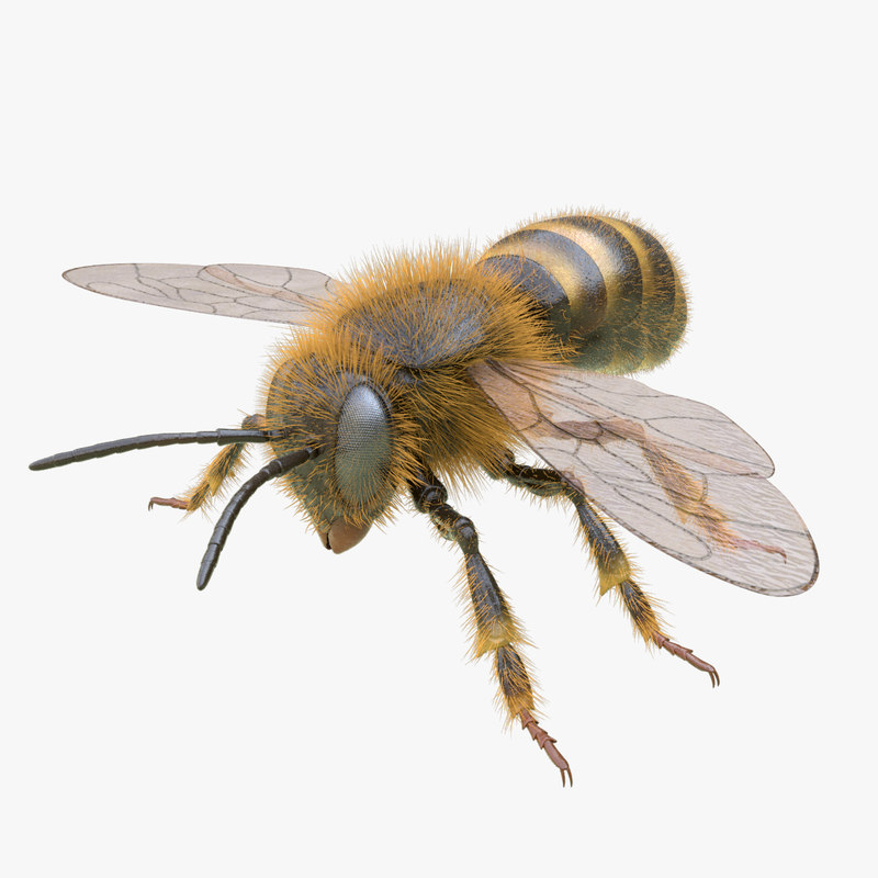 Honey bee 3D model TurboSquid 1273892