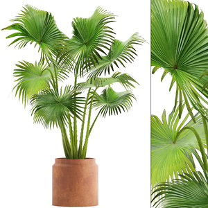 3D palm cly pot model