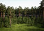 pine forest pack 3D