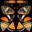3D model butterfly set