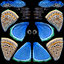 3D model butterfly set