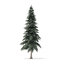 winter conifer trees volume 3D