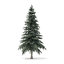 winter conifer trees volume 3D