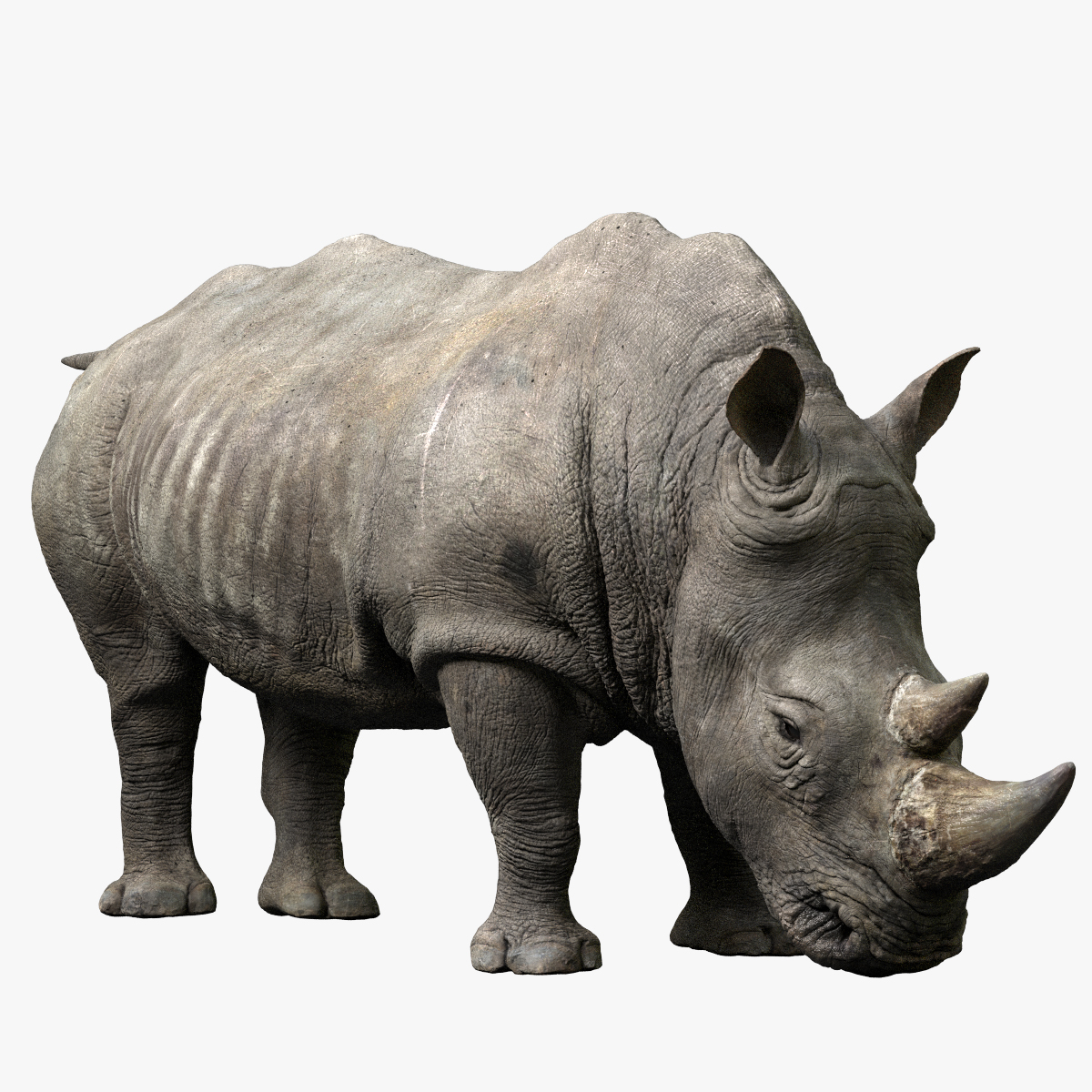 rhino 3d 6