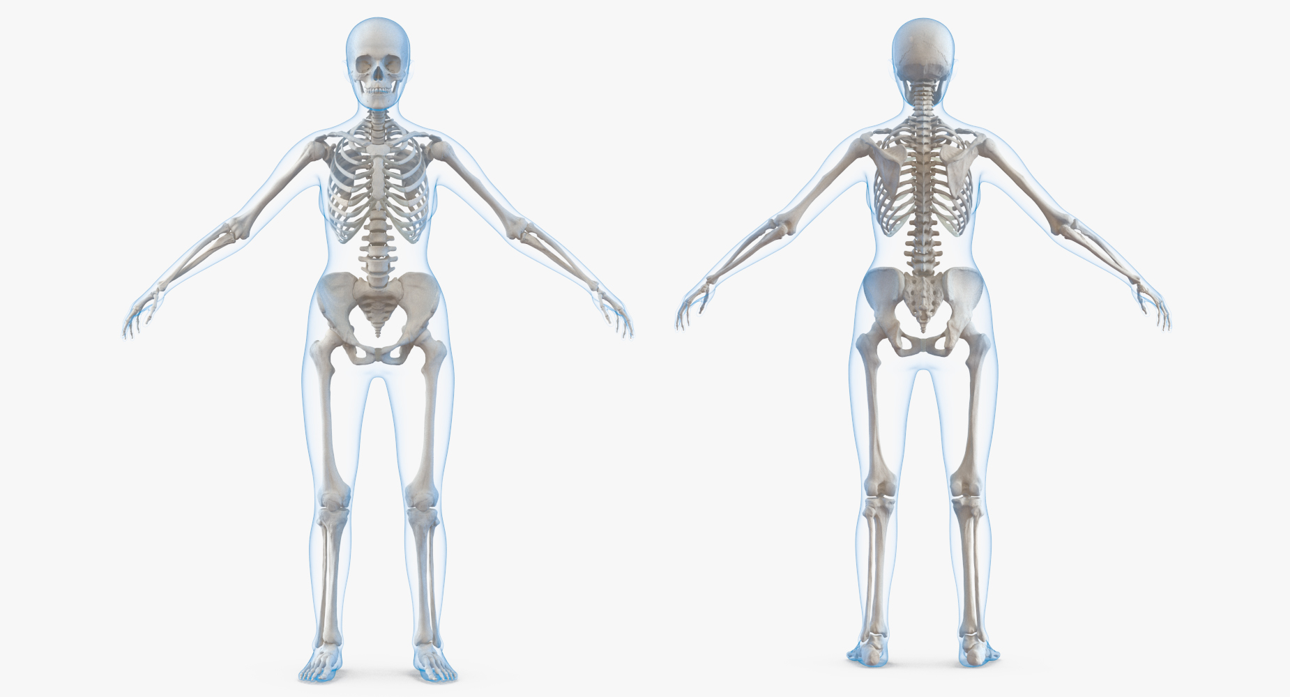 modelo 3d Colección de anatomía femenina - TurboSquid 1275076