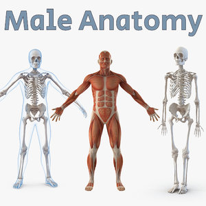 male anatomy 3D model