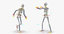 3D male anatomy rigged