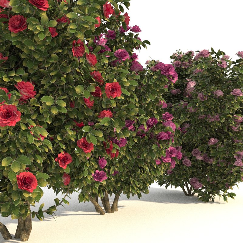 Camellia trees modelled 3D model - TurboSquid 1275450