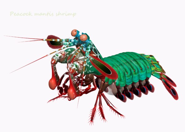孔雀のカマキリエビ3dモデル Turbosquid