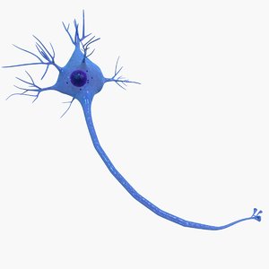 3D neuron cell model