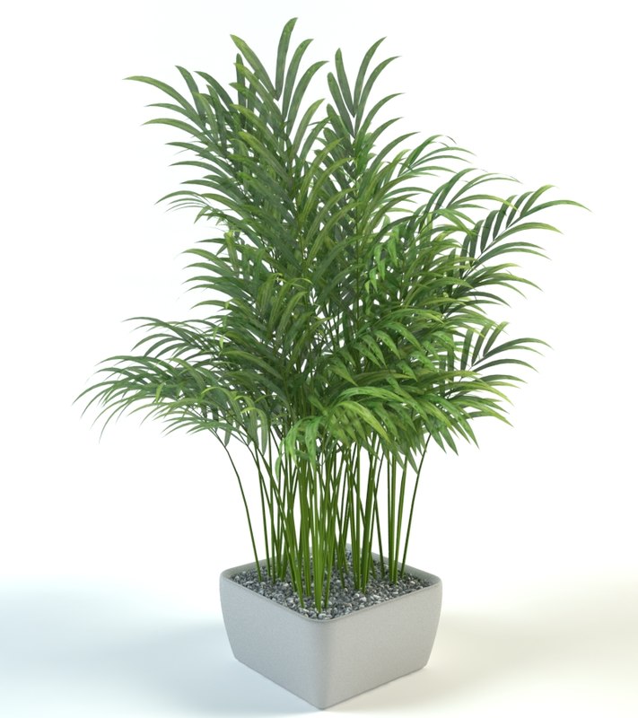 Palm pot model - TurboSquid 1276894