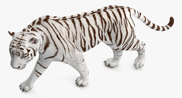 modèle 3D de Tigre blanc gréé - TurboSquid 1277130