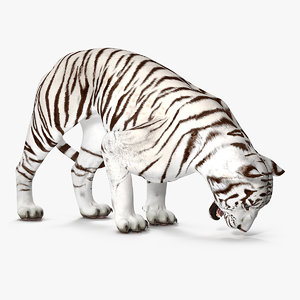 3D white tiger rigged
