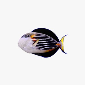 3D fish animal