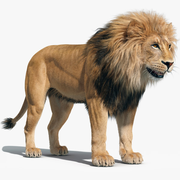 3D fur lion - TurboSquid 1277466