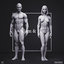 3D model zbrush male anatomy basemesh