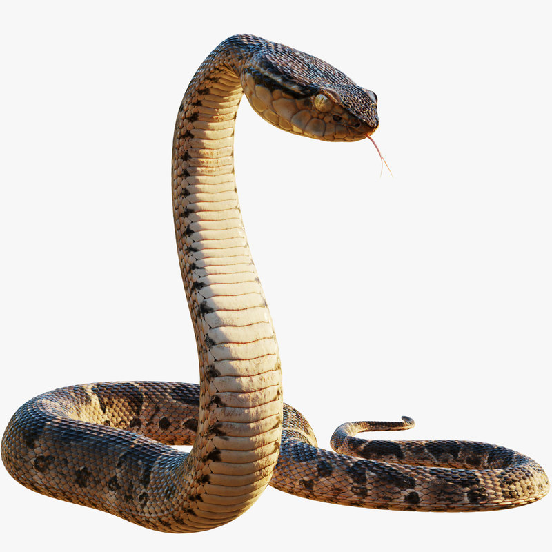 3D model realistic snake TurboSquid 1277884