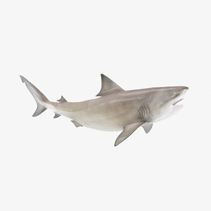 3D bull shark