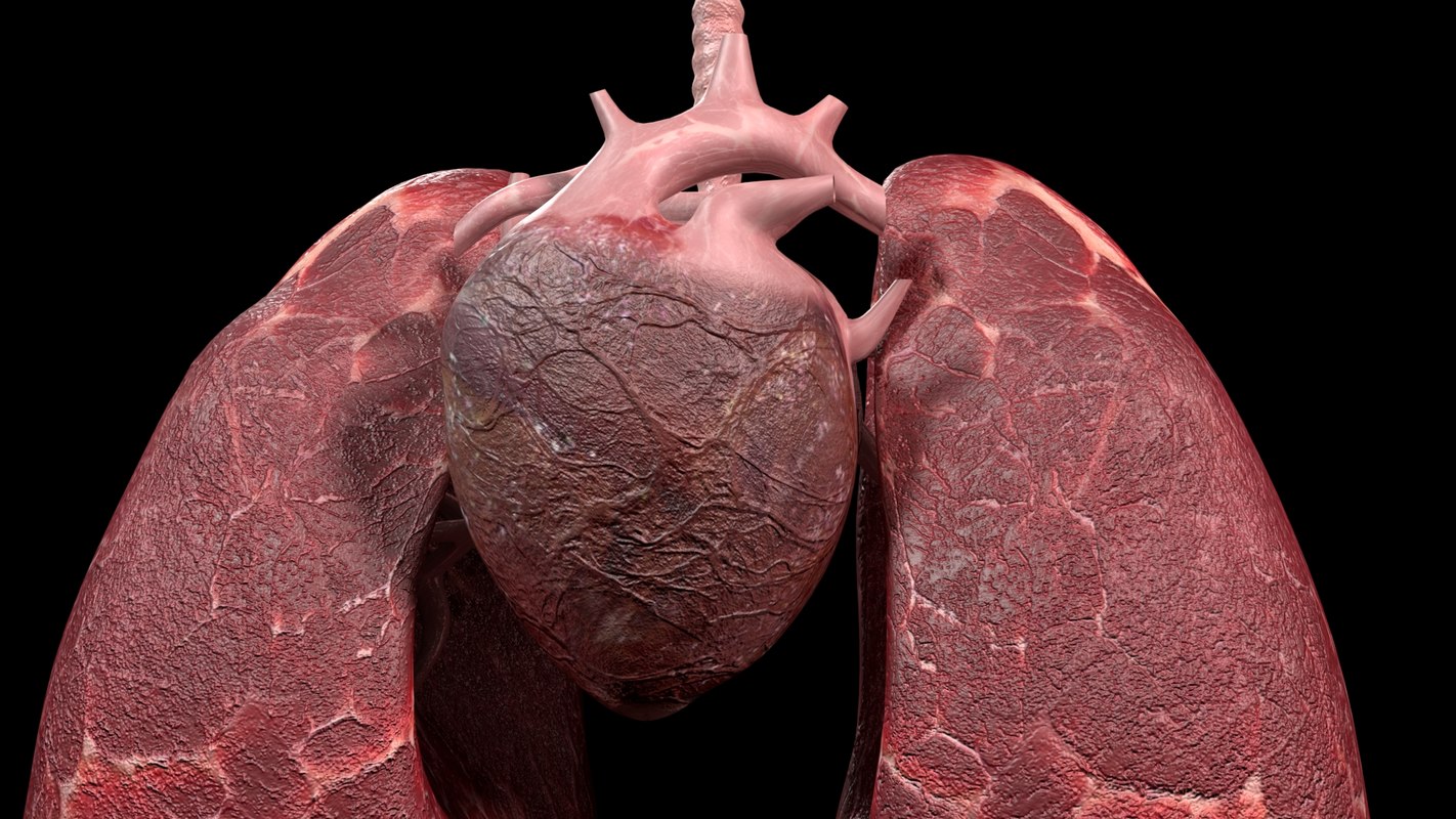 3D heart lungs TurboSquid 1278394