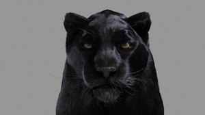 3D model black panther animation
