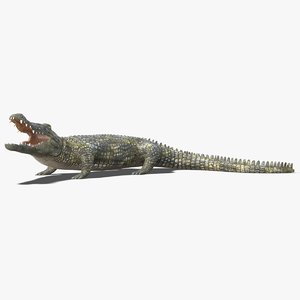 3D realistic crocodile 2 rigged
