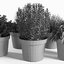plants set 05 3D model