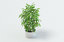 ficus plant pot 3D model