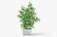 ficus plant pot 3D model