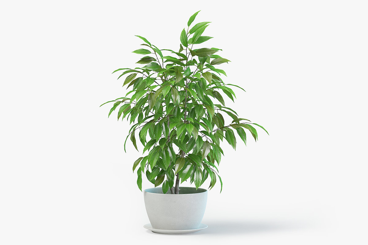 ficus-plant-pot-3d-model-turbosquid-1278908