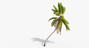 cocos coconut palm tree tropical 3D model