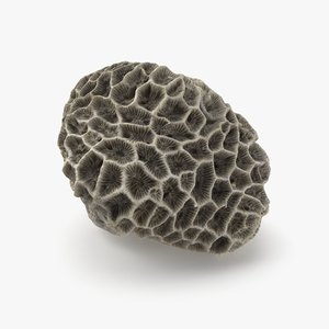 3D brain coral