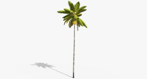 3D cocos coconut palm tree tropical