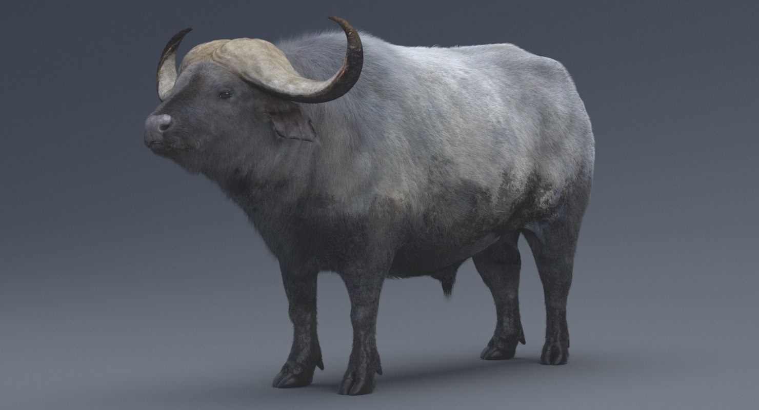 African buffalo 3D model TurboSquid 1279388