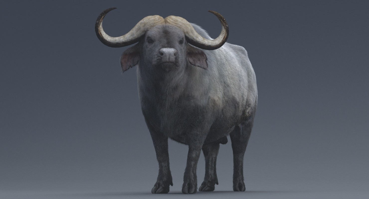 3D african buffalo rigged animations model - TurboSquid 1279397