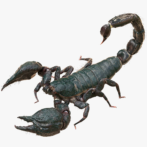3D model scorpion rigged