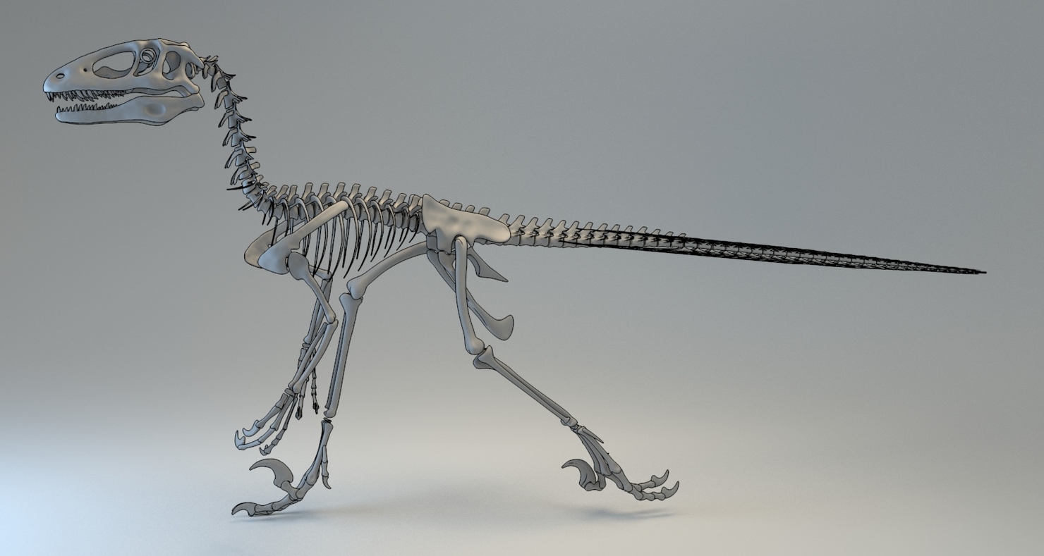 deinonychus fossil for sale