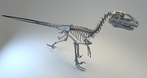 3D deinonychus skeleton fossil model