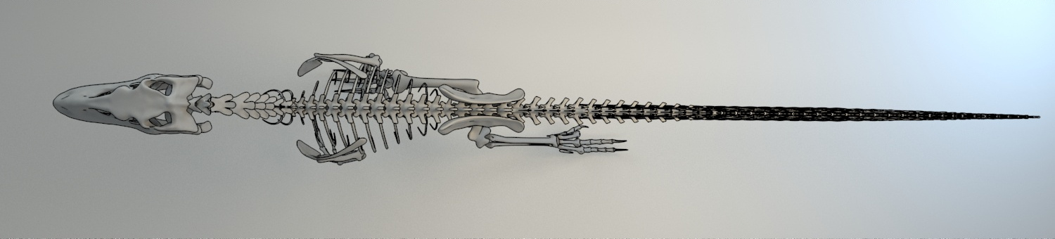 deinonychus skeleton