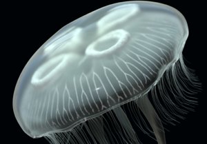 aurelia jellyfish jelly animate 3D model