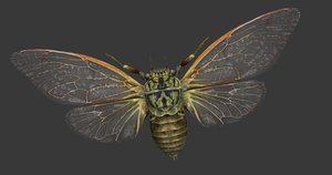 cicada games 3D model