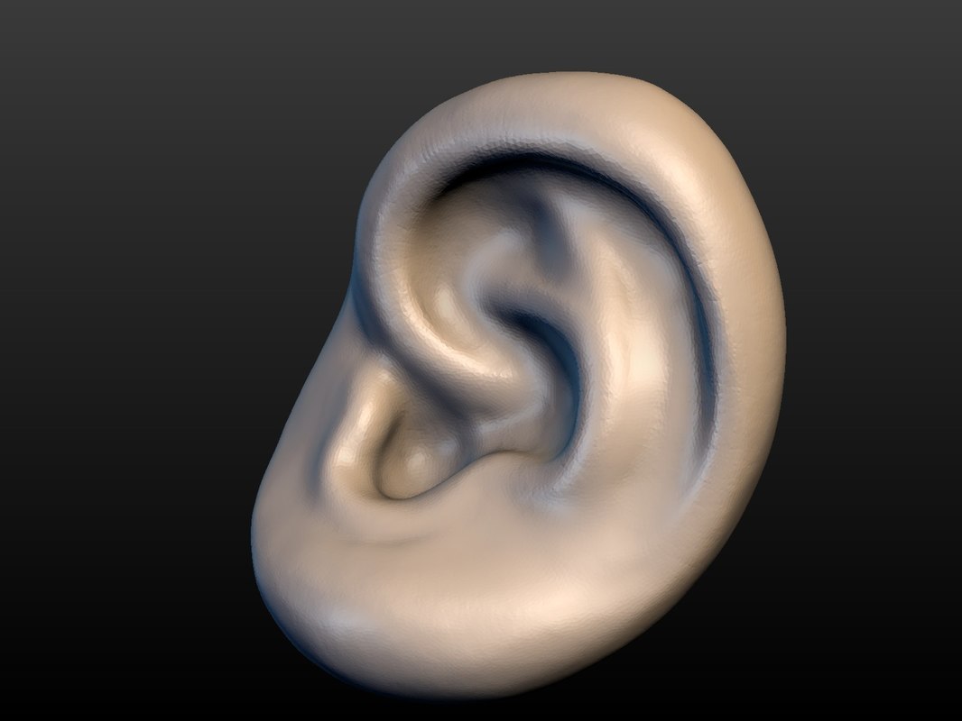 Ear 3D - TurboSquid 1281139