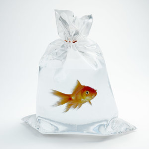 3D gold fish