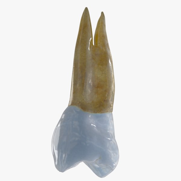 upper left bicuspid anatomy 3d