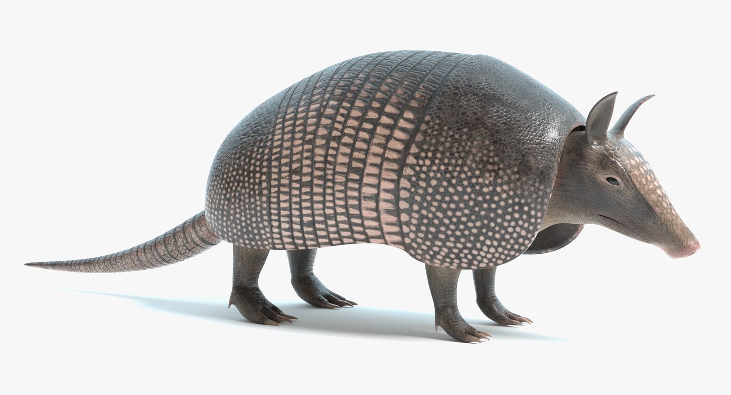 Armadillo Pbr Polys 3D Model TurboSquid 1281421    D 