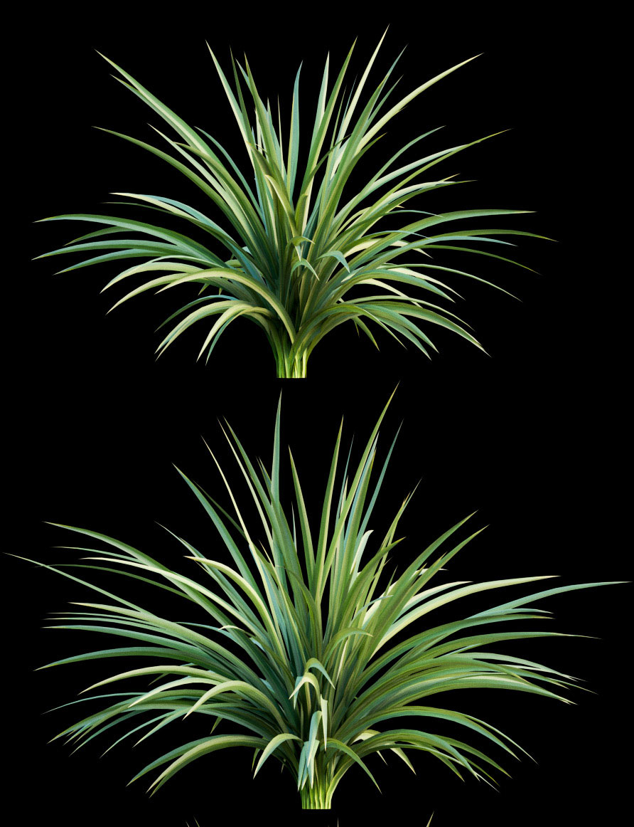 yucca plant exterior 3d model